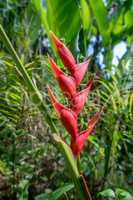Flower called Heliconia Stricta in tropical garden