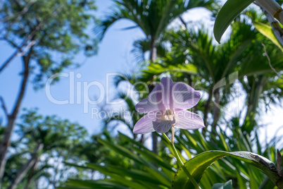 Pink orchid blooming in tropical garden. Thailand