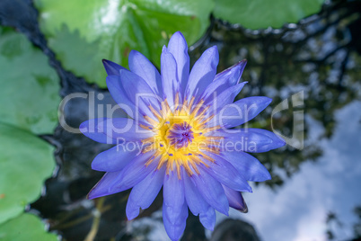 Image of lotus named Nymphaea Caerulea. Thailand