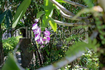 Image of tropical garden in which grow orchids
