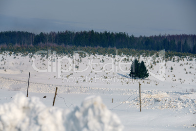 Winter time. Image of fir trees grows on slope