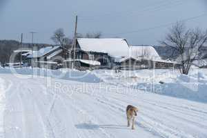 Winter time. Image of dog runs through village