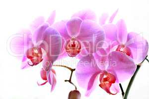 flowers of pink orchid isolated