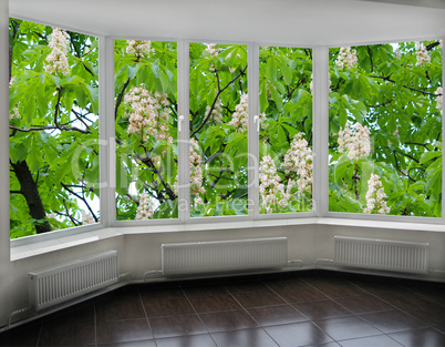 modern window overlooking the blooming chestnut tree