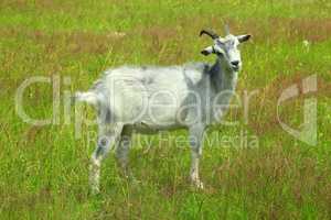 goat on the pasture