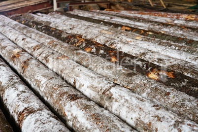 Snow-covered logs lie in row on sawmill