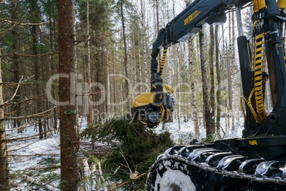 Woodworking in forest. Log loader cuts spruce