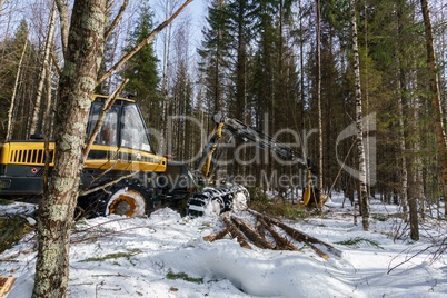 Woodworking in forest. Image of logger works