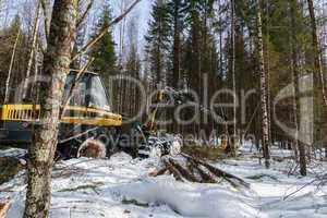 Woodworking in forest. Image of logger works