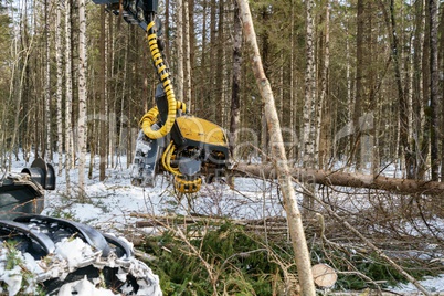 Image of logger cut down the tree and sawing it