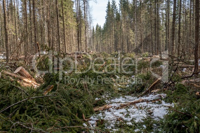 Image of coniferous forest after felling