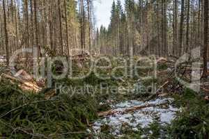 Image of coniferous forest after felling
