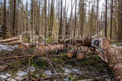 Forestry. Close-up of spruce trunks after felling