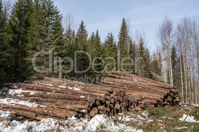 Forestry. Logs stacked in pile after felling