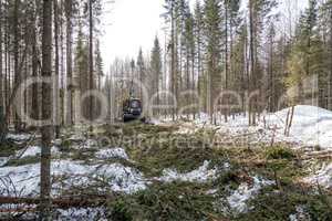 Image of logger rides through forest after felling