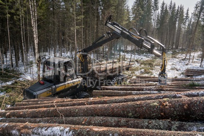 Woodworking. Logger loads harvested trunks