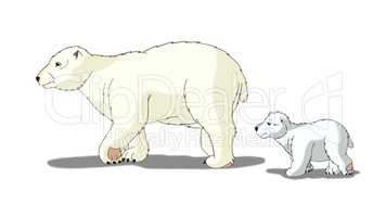 Polar Bear Isolated on White Background
