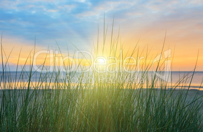 Dune Grass - Sunrise 1