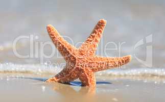 Starfish on beach