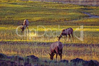 Elk