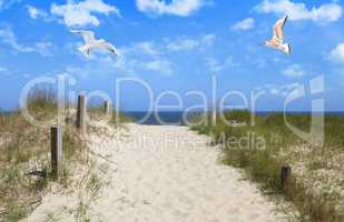 Seagulls flying in sky at beach