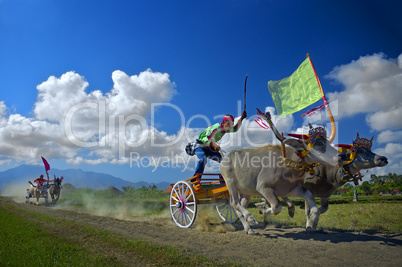 Cow Race Competition