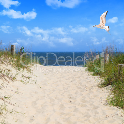 Seagull flying in sky at beach