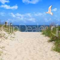 Seagull flying in sky at beach