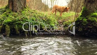 Hund scheut das Wasser Mutig schwimmt durch den Bachlauf