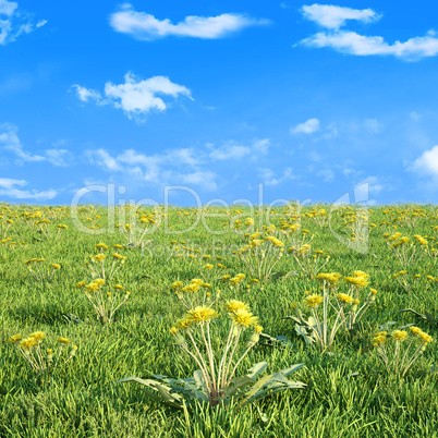Field of dandelion