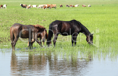 farm animals on pasture