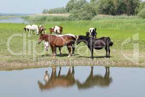 horses standing on river bank