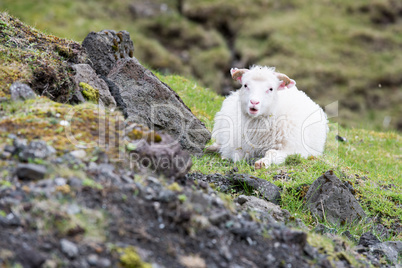 Sheep on the Faroe Islands