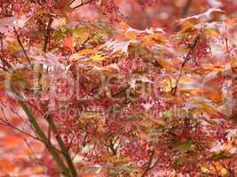 Red maple acer tree