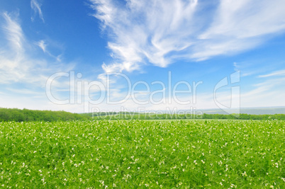 green field and blue sky with light clouds