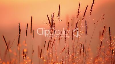 Field of Grass in Backlight Sunlight