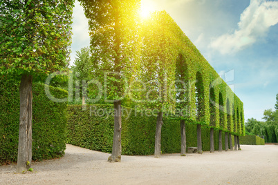 Decorative hedges