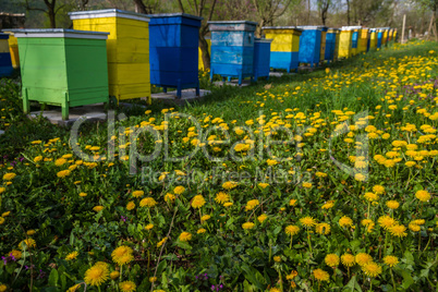 Bee hives in spring garden