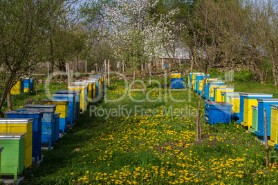Bee hives in spring garden