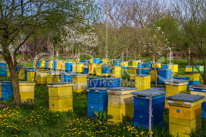 Bee hives in spring garden