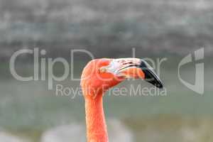 Head of a pink flamingo