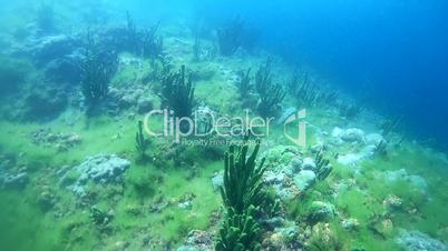 Reef covered Baikal sponges,Demosponge (Lubomirskia baicalensis), Siberia, the Russian Federation, Eurasia