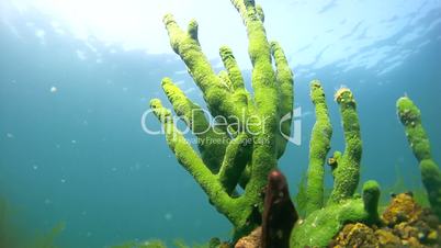 Reef covered Baikal sponges,Demosponge (Lubomirskia baicalensis), Siberia, the Russian Federation, Eurasia