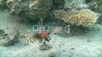 Indian lionfish swimming