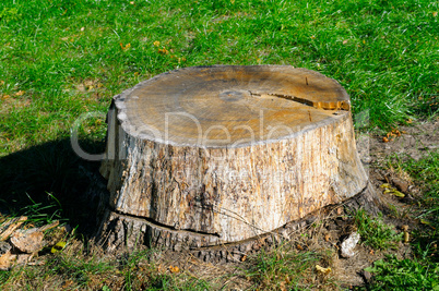 old tree stump in the summer park