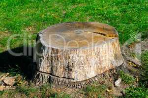 old tree stump in the summer park
