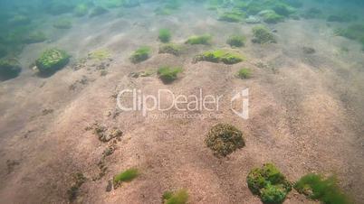 Rocky-sandy bottom overgrown with algae, Siberia, the Russian Federation, Eurasia