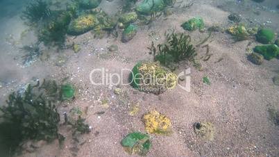 Rocky-sandy bottom overgrown with algae, Siberia, the Russian Federation, Eurasia