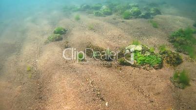 Rocky-sandy bottom overgrown with algae, Siberia, the Russian Federation, Eurasia