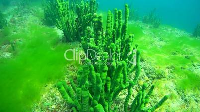 Rocky-sandy bottom overgrown with algae, Siberia, the Russian Federation, Eurasia